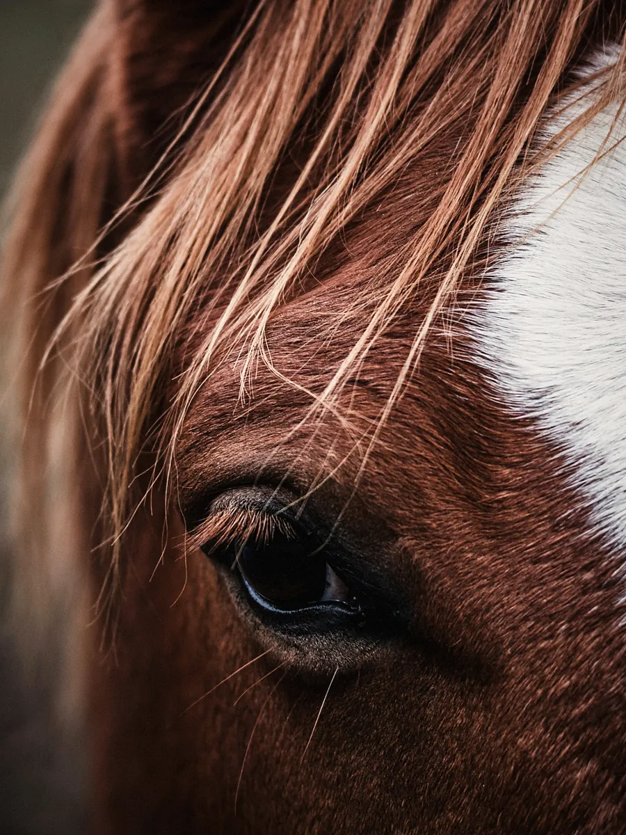 Equine photography