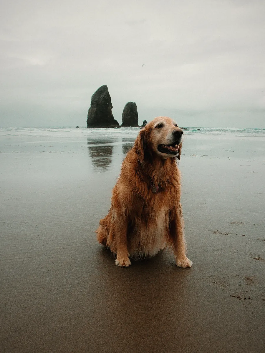 Pet photography